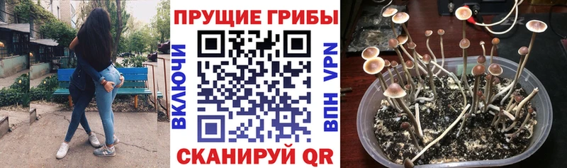 Галлюциногенные грибы прущие грибы  даркнет сайт  Алагир 